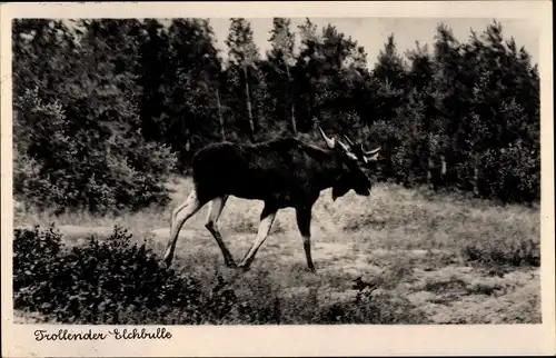 Ak Heinrichswalde Kaliningrad, Trollender Elchbulle