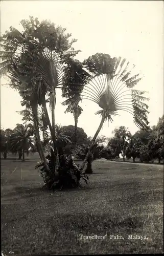 Foto Ak Malaya Malaysia, Travellers Palm