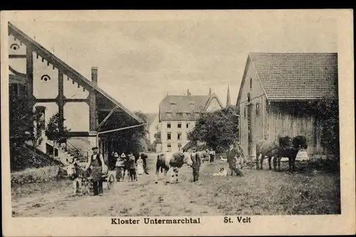 Ak Untermarchtal an der Donau, Kloster Untermarchtal, St. Veit, Pferde, Rind