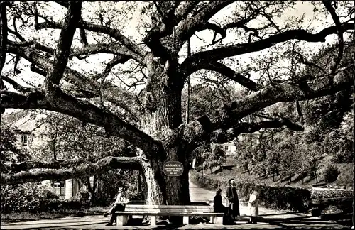 Ak Bad Brückenau im Sinntal Unterfranken, Königseiche