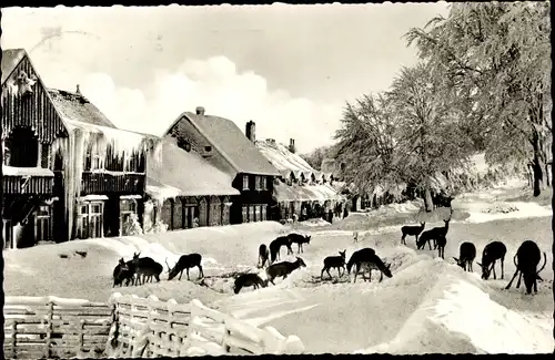 Ak Bad Harzburg am Harz, Wildfütterung am Harzhotel Molkenhaus