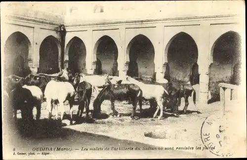 Ak Oudjda Oujda Marokko, Les mulets de l'artillerie du Sultan