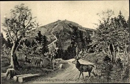 Ak Brotterode Trusetal in Thüringen, Inselsberg, Hirsche