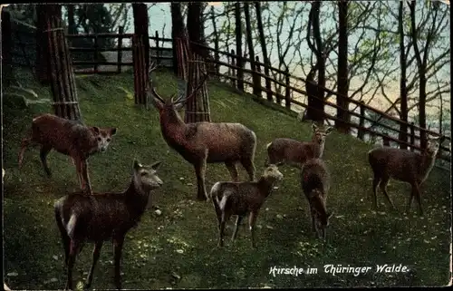 Ak Friedrichroda im Thüringer Wald, Hirsche im Thüringer Walde, Freigehege