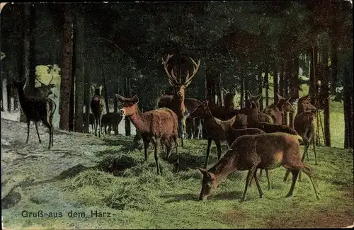 Ak Seesen am Harz, Rehe mit Hirsch im Wald