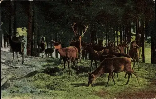 Ak Seesen am Harz, Rehe mit Hirsch im Wald