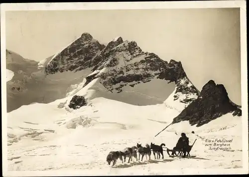 Ak Kanton Bern, Eis und Felstunnel zum Berghaus Jungfraujoch, Polarhunde, Schlittenhunde