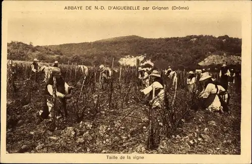 Ak Grignan Drôme, Abbaye de Notre Dame d'Aiguebelle, Taille de la vigne