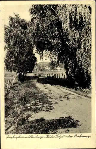 Ak Amelinghausen in der Lüneburger Heide, Idyllischer Birkenweg
