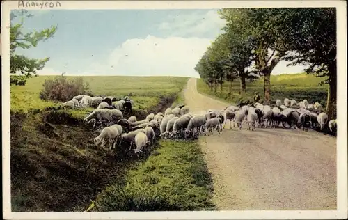 Ak Anneyron Drôme, Sur les plateaux des chataigneraies, Schafherde