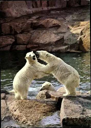 Ak Berlin Tiergarten, Zoologischer Garten, Eisbären auf der neuen Freianlage