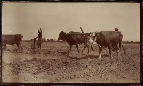 Foto Rinderpflug, Feldarbeit in Afrika