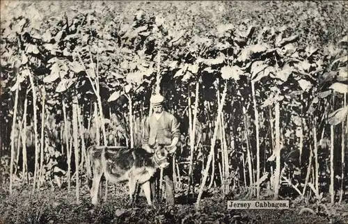 Ak Jersey Kanalinseln, Cabbages, Kalb