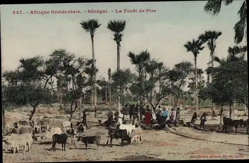 Ak Senegal, Afrique occidentale, La Forêt de Pire