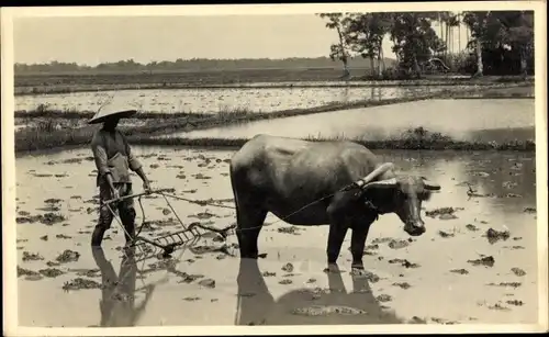 Foto Ak Vietnam, Bauer, Ackerarbeit, Rind