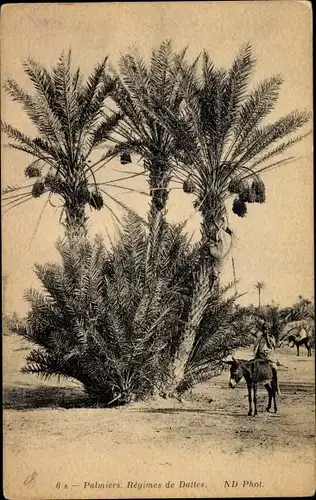 Ak Palmiers, Regimes de Dattes