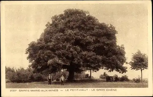 Ak Sainte Marie aux Mines Markirch Elsass Haut Rhin, Le Gros Chene