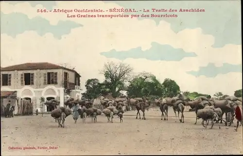 Ak Senegal, La Traite des Arachides, Les Graines transportees par des Bourricots