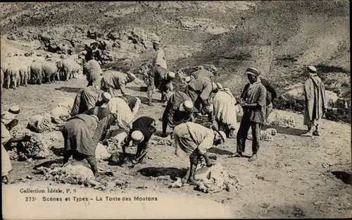 Ak Algerien, Scenes et Types, La Tonte des Moutons