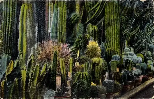 Ak Magdeburg an der Elbe, Kakteenhaus der städtischen Gruson Palmenhäuser