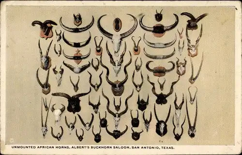 Ak San Antonio Texas USA, Albert's Buckhorn Saloon, unmounted African horns