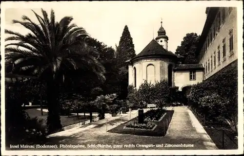 Ak Insel Mainau im Bodensee, Phönixpalme, Schlosskirche, ganz rechts Orangen- u. Zitronenbäume