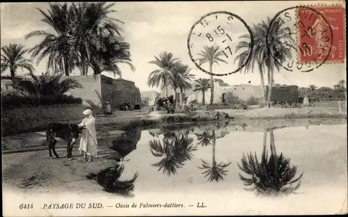 Ak Scenes et Types, Paysage du Sud, Oasis de Palmiers dattiers