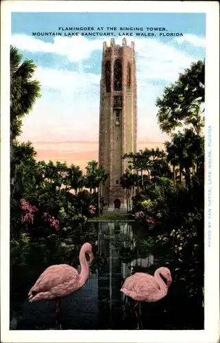 Ak Lake Wales Florida USA, Flamingoes at the Singing Tower, Mountain Lake Sanctuary