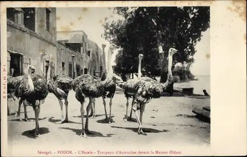Ak Podor Senegal, Troupeau d´Autriches devant la Maison Oldani