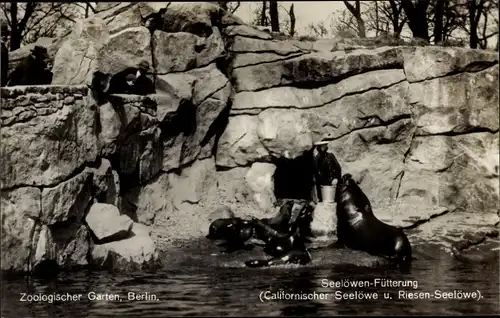 Ak Berlin Tiergarten, Zoologischer Garten, Seelöwenfütterung, Felsen