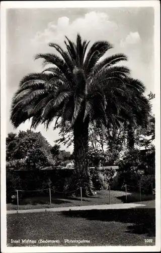 Ak Insel Mainau im Bodensee, Phönixpalme