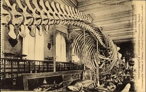 Ak Monaco, Musee Oceanographique, Oceanographie zoologique, Skelett
