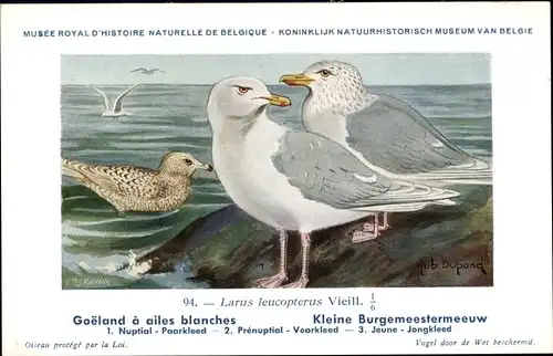 Künstler Ak Dupond, Hub., Goeland a ailes blanches, Kleine Burgemeestermeeuw, Nr. 94