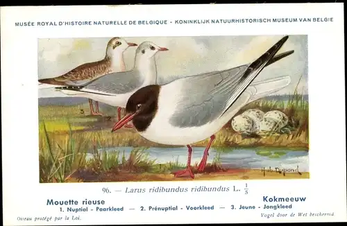 Künstler Ak Dupond, Hub., Mouette rieuse, Kokmeeuw, Nr. 96