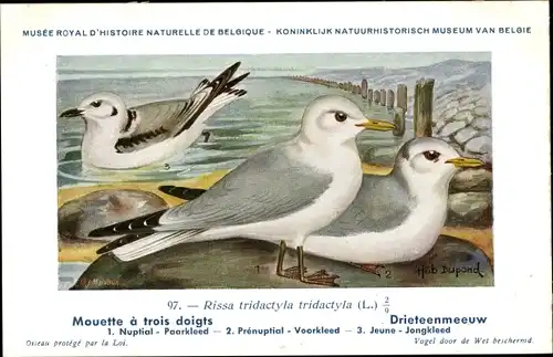 Künstler Ak Dupond, Hub., Mouette a trois doigts, Drieteenmeeuw, Nr. 97