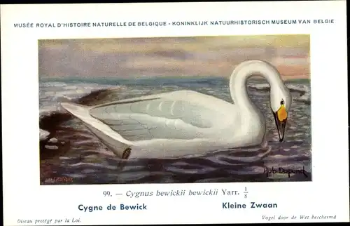 Künstler Ak Dupond, Hub., Cygne de Bewick, Kleine Zwaan, Nr. 99