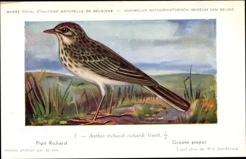 Künstler Ak Dupond, Hub., Anthus richardi, Pipit Richard, Groote Pieper, Spornpieper