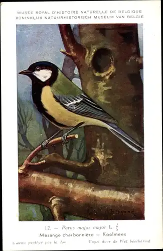 Künstler Ak Dupond, Hubert, 12, Parus major, Kohlmeise