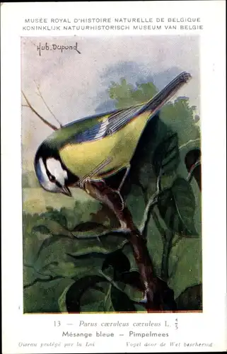 Künstler Ak Dupond, Hubert, 16, Parus caeruleus caeruleus, Blaumeise