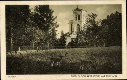 Ak Putbus auf der Insel Rügen, Schlosskirche am Tierpark, Rehe