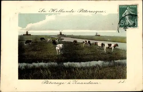 Ak Zaandam Zaanstad Nordholland, Paturage, Kühe, Fluss, Im Hintergrund Windmühlen