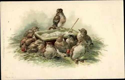 Litho Vögel am Futterplatz, Spatzen