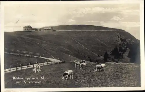 Ak Belchen im Schwarzwald, Weidende Kühe, Panorama