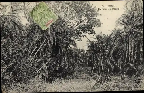 Ak Senegal, Un Coin de Brousse