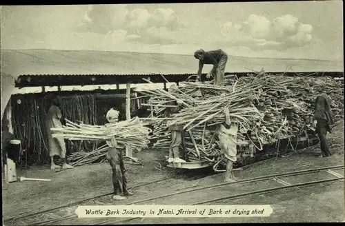 Ak Natal Südafrika, Wattle Bark Industry, Arrival of Bark at drying shed