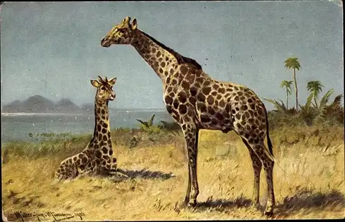 Künstler Ak Müller, jun., Zwei Giraffen in der Steppe