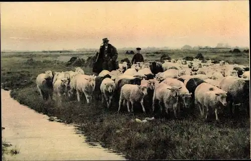 Ak Auf dem Lande, Schäfer mit Schafherde