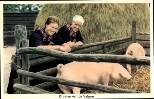 Ak Hoge Veluwe Gelderland Niederlande, Bäuerinnen in Tracht, Schweine