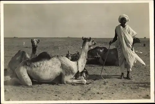 Foto Ak Port Sudan Ägypten, Dromedare in der Wüste