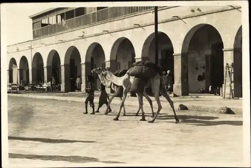 Foto Ak Port Sudan Ägypten, Gebäude, Dromedare